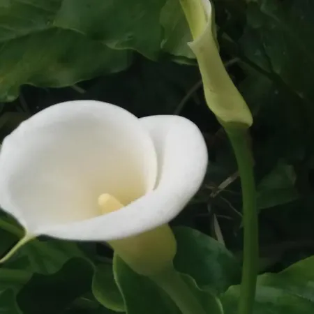 Апартаменты Olivera *