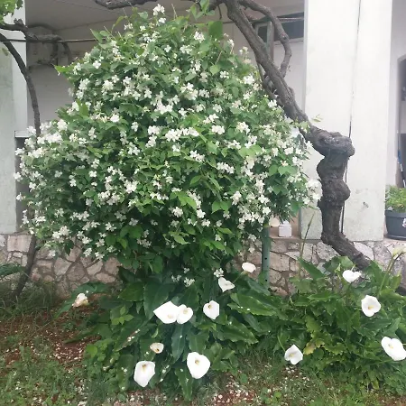 Olivera Appartamento