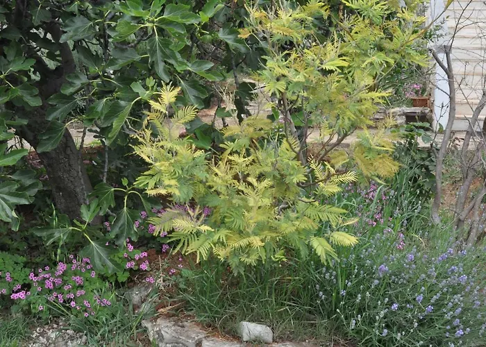 Olivera Apartments Lägenhet *