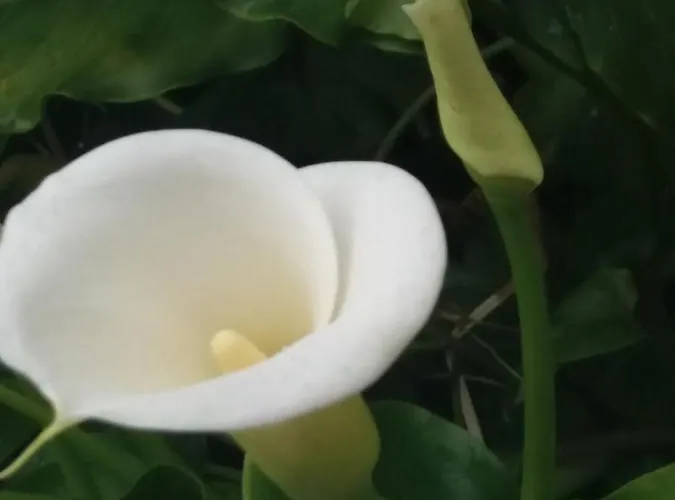 Appartement Olivera *