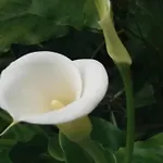 דירה Olivera *
